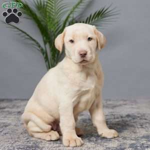 Courtney, Charcoal Labrador Retriever Puppy